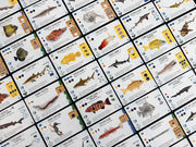 Finspan: Sharks & Reefs Expansion (In-Store Release: June 12; Shipping Release: June 26) Board Games Stonemaier Games