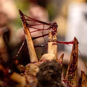 Dirty Down: Gore 15ml Model Paints Dirty Down